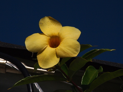 [Bright yellow flower with five petals and a center which is a hole (tube). The bright green leaves are plentiful and long and relatively narrow. Behind the vine is the edge of the roof and some tubing on the underside of the roof.]